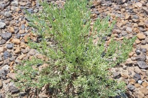 里脊肉怎么做好吃-开云官方网站